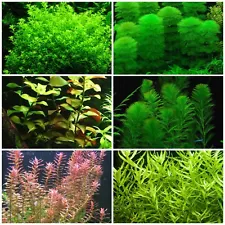 live aquarium plants 6 Species 50 Stems Low Light Package Great For Beginners