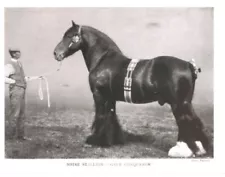 1915 Shire Stallion "Gaer Conqueror" 4X6 Horse Postcard.