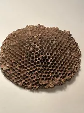 Large Paper Wasp Nest 6 X 7 1/2, Taxidermy Educational Nature