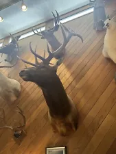 caribou antlers for sale