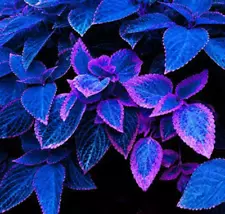 100Pcs Coleus Flower Seeds Home Garden Plants Black Multi Color Rainbow Rare NEW