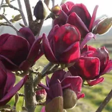 20 Dark Red Magnolia Seeds Yulan Magnolia Seed Tree Tulip Lily Flower Magnolia