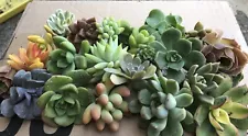 10 Colorful Mini Succulent For Fairy Garden 1-2” Cutting Or Bare Roots