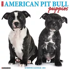 Just American Pit Bull Terrier Puppies 2024 12 X 12 Wall Calendar (Calendar)