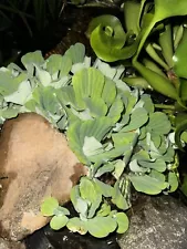 SALE 10+ Water Lettuce Small- XXL Koi Pond Floating Plants Algae.