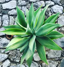 Agave attenuata - -