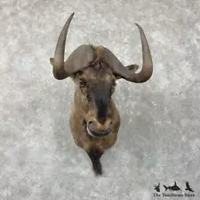 #28184 EL | African Black Wildebeest Taxidermy Shoulder Mount For Sale