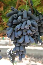 Cutting Moon Drop Grape Stem (Vitis vinifera) Original Fresh Cutting