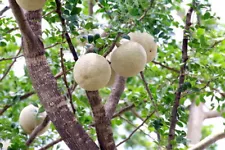 Wood apple tree seeds elephant apple 20 seeds growing plantation organic fruit