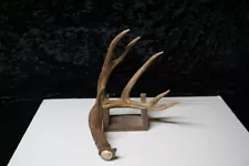 New ListingWHITETAIL DEER SHED ANTLER - SINGLE 851 - CABIN DECOR, CRAFTS, TAXIDERMY