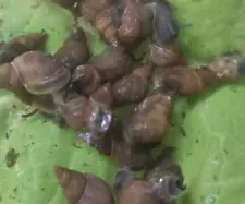 SALE x 20 Great Pond Snails (Medium) + 5 EXTRA FREE Ramshorn Snails (Mix sizes)