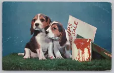 Animal~Basset Hound Puppies & Pups For Sale Sign~Vintage Postcard