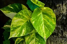 pink pothos for sale