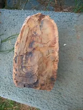 Dinosaur Egg Fossil