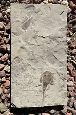 eurypterid fossil for sale