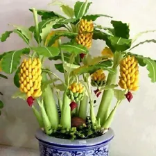 Seeds Ornamental Banana Tree Indoor Dwarf Plant Flower Perennial Garden