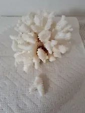 Natural White Branch Finger lace Coral Sea Ocean Reef Aquarium Decor Specimen