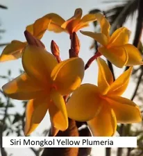 Siri Mongkol Yellow Plumeria, limited ,1 cutting, no roots- imported, 6-8"