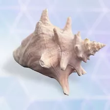 Queen Conch Shell Pink Large Beautiful Natural Decor SEASHELL ð 9” - SEE PICS