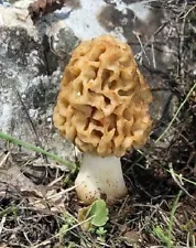 YELLOW MOREL mushroom spores spawn/ mycelium / (on inert seeds)