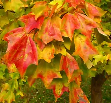 Acer buergerianum - -