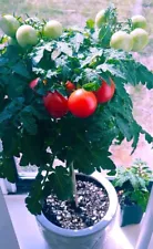 Rosy Finch Micro Dwarf Tomato, Heirloom, GA USA Grown Seeds