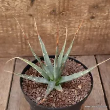 D2133 AGAVE UTAHENSIS pot14-H13-W16 cm MaMa Cactus