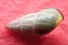 33. Land Snail Amphidromus sp 33mm. Vietnam