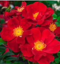 Wild Red Climbing Rose All NATURAL Hardy Bare Root LIVE Plant 3-4 ft