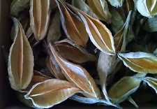 100+ Milkweed Pods, Empty, Dried for Arts, Crafts, Wreaths, Ornaments, Select