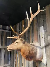 Rare Tule Elk Taxidermy Mount for Sale