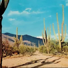 Cactus against scenic mountain & blue sky - Postcard Columbia Whole Sale Vintage