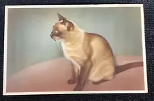 Vintage kittens postcard Alfred Mainzer Siamese Cat Printed In Belgium