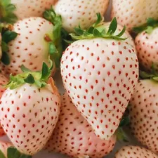 200pcs Strawberry Seeds - Sweet And Delicious - Large Garden Fruit Plant +