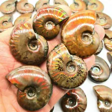 Natural Crystal Specimen Spotted Snail Fossil Iridescent Ammonite Ammolite Facet