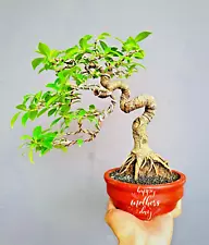 REAL PICTURES -Bonsai Ficus Microcharpa - Extreme Twisting Tree - High Quality