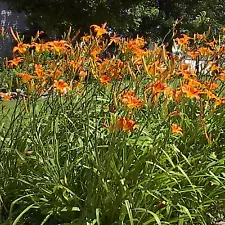 10 Wild orange Daylilies Perennial tiger lily - Bare Root