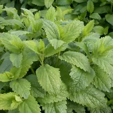 Melissa Officinalis seeds, 400 Lemon Balm seeds, medicinal herb SW139+TRACK №