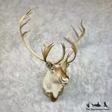 #28479 EL | Barren Ground Caribou Taxidermy Shoulder Mount For Sale