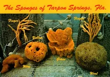 Florida Postcard The Sponges of Tarpon Springs - Sponge Docks - New