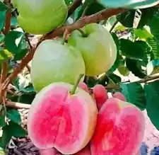 Grafted Red Guava Nonseedles fruit Tree, quickly to bear fruit