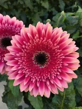 Gerbera imported flower seeds for Your Garden | burgundy Gerbera Flowering Plant