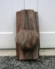 Cedar Burl on stump