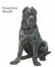 Neapolitan Mastiff - CUSTOM MATTED - 1988 Vintage Dog Art Print - Cozzaglio