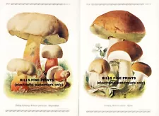 (D11) Collection of 14 Mushrooms by Eugene Gramberg 1913