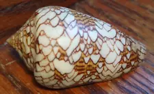 Vintage Conus textile 60cm Textile Cone Sea Shell w/ yellow highlights Sea Snail