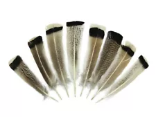 royal palm turkey feathers for sale