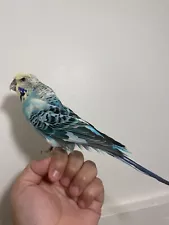 Parakeet Budgie Blue Small Bird Taxidermy , Oddities