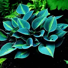 Garden Flowers 100 Green Hosta Plant Seeds Hosta plantaginea Perennials