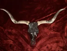 longhorn skull